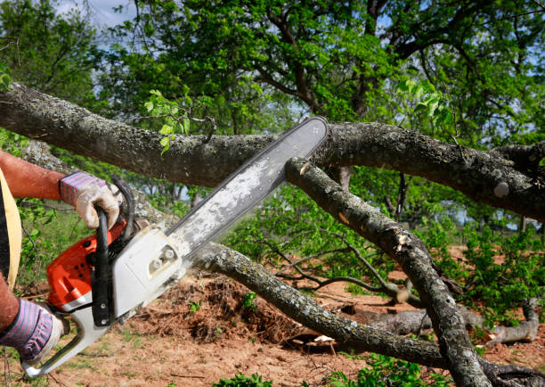 Hubbard, OR Tree Service Company